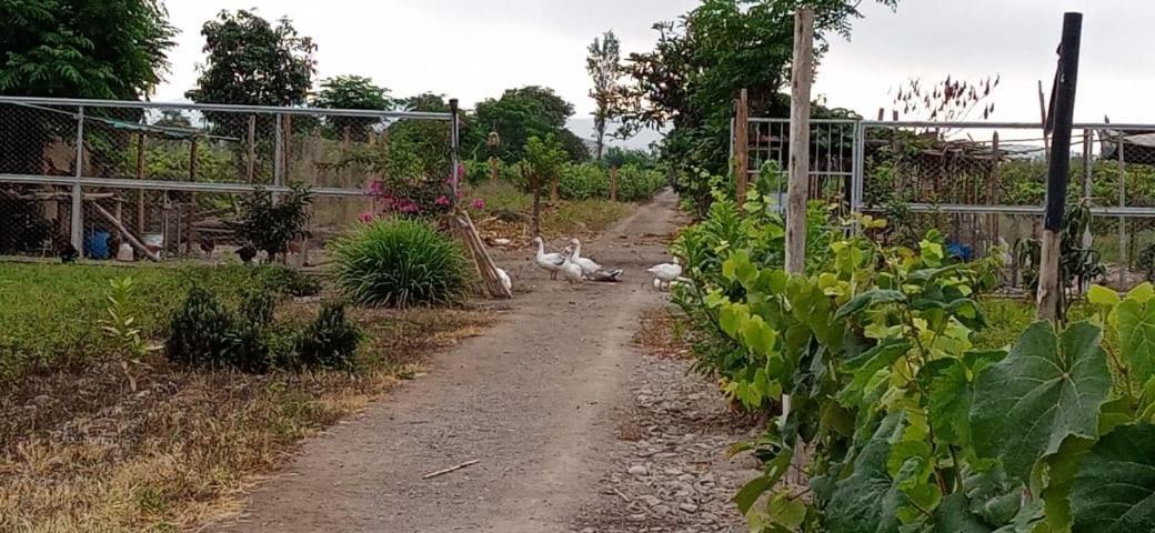 La Vina De Oscar Pensionat Nuevo Imperial Exteriör bild