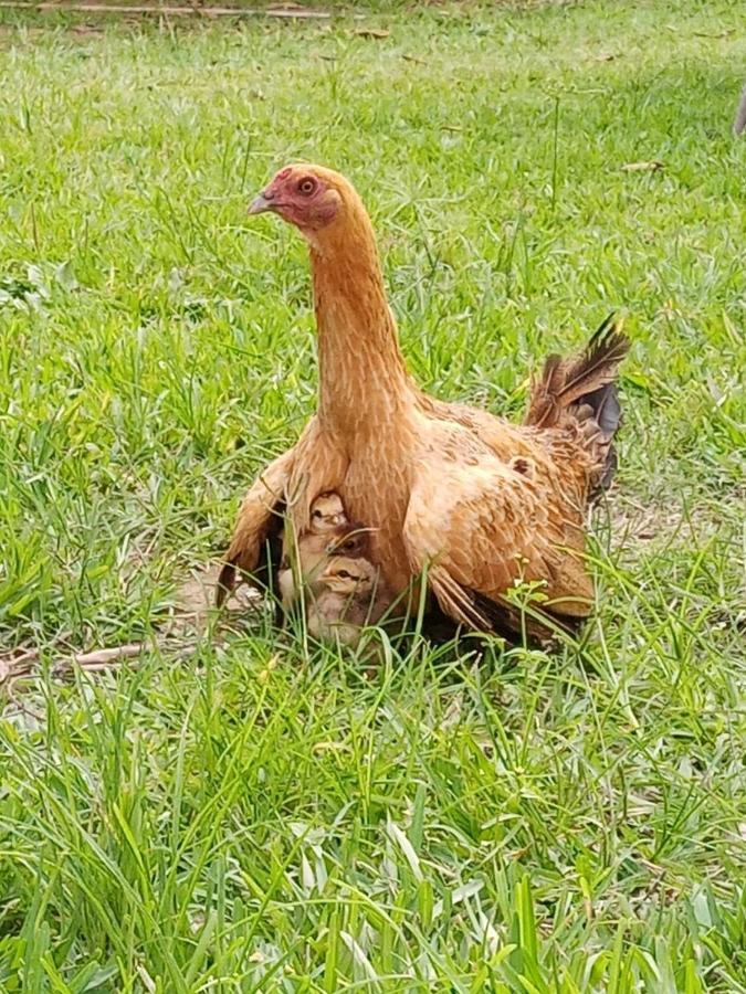 La Vina De Oscar Pensionat Nuevo Imperial Exteriör bild