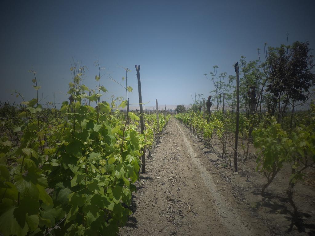 La Vina De Oscar Pensionat Nuevo Imperial Exteriör bild