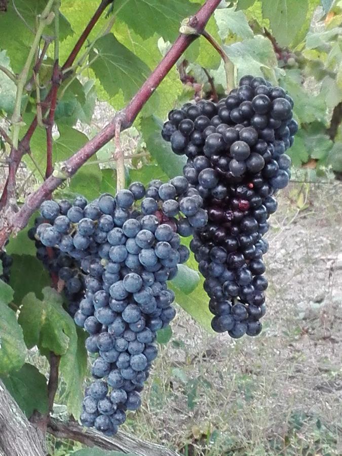 La Vina De Oscar Pensionat Nuevo Imperial Exteriör bild